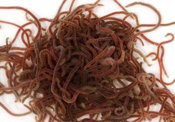 Live Blood worms