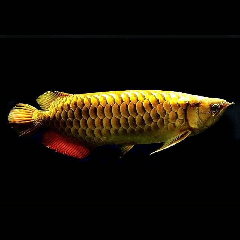 Golden Cross Back Arowana 10 inch | FRESHWATERAQUATICA.in
